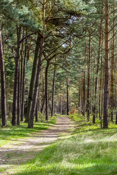 Густий ліс у регіоні Usedom — стокове фото