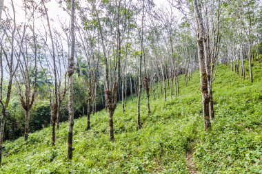 Tayland 'da kauçuk ağaç ekimi