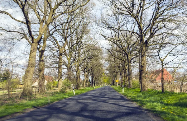 Alley with bright trees in spring in Germany — Stock Photo, Image