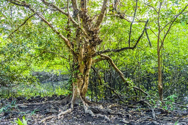 Bellissimi alberi secolari nella zona paludosa di Koh Chang — Foto Stock