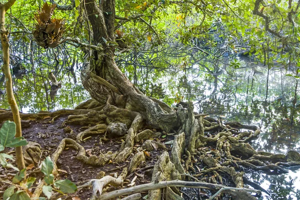 Bellissimi alberi secolari nella zona paludosa di Koh Chang — Foto Stock