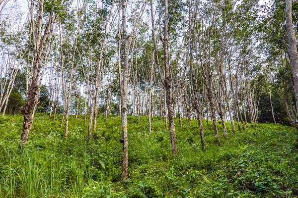 Piantagione di alberi di gomma — Foto Stock