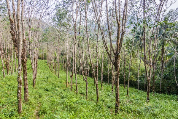 Plantation d'arbres en caoutchouc en Thaïlande — Photo