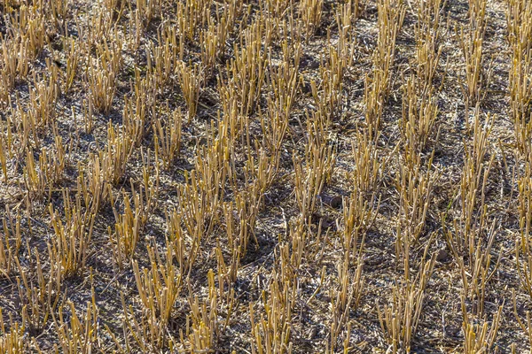 Patroon van veld na de oogst — Stockfoto