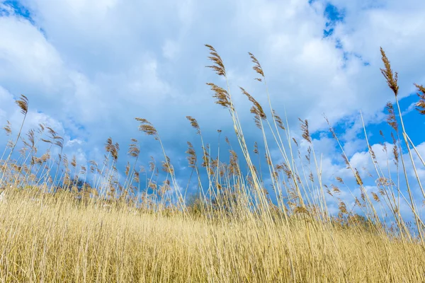Тростник травы с облачным небом — стоковое фото