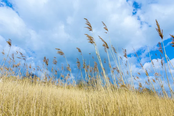 Riet van gras met bewolkte hemel — Stockfoto