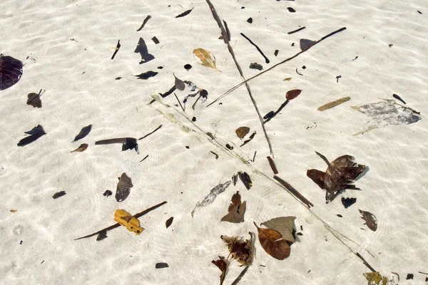 Struktur der Blätter, die auf einem weißen Sandstrand verbleiben — Stockfoto