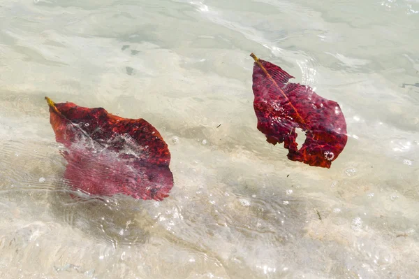 Leaves swimming in the ocean — Stock Photo, Image