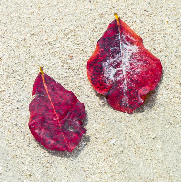 Folhas restantes em uma praia branca arenosa — Fotografia de Stock
