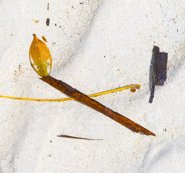 Foglia sulla chiara spiaggia bianca in Thailandia — Foto Stock