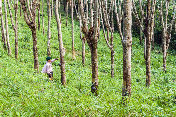 работник плантации каучуковых деревьев в Таиланде
