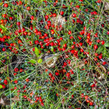 ayrıntı çayır kırmızı çilek ile