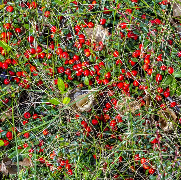 ayrıntı çayır kırmızı çilek ile