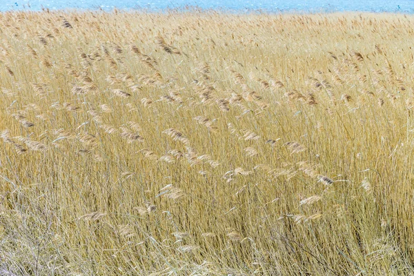 Reed de grama — Fotografia de Stock