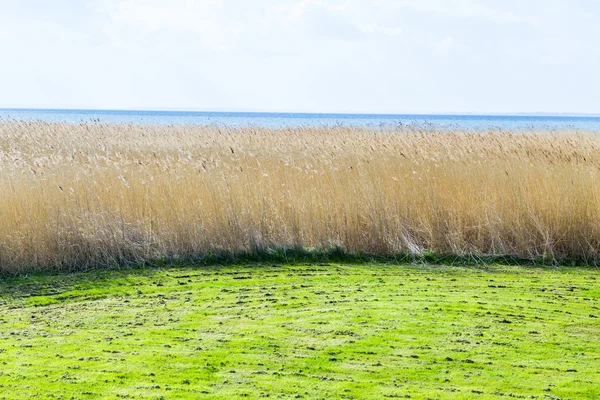 Schilf aus Gras bei bewölktem Himmel — Stockfoto