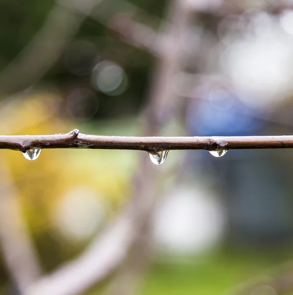 Raindrops on buds of the tree — Stock Photo, Image