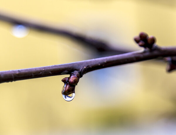 Raindrops on buds of the tree 