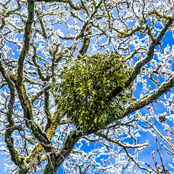 Visco na árvore — Fotografia de Stock