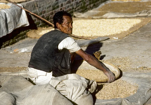 Man treshing the corn after harvest — Stock Photo, Image