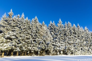 bir ağacın altında mavi gökyüzü kar kaplı