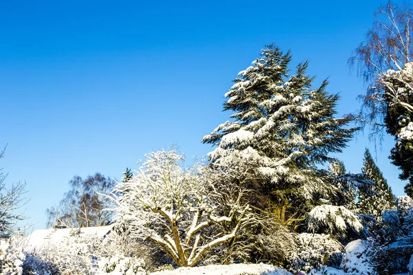 Árboles cubiertos de nieve en la naturaleza — Foto de Stock