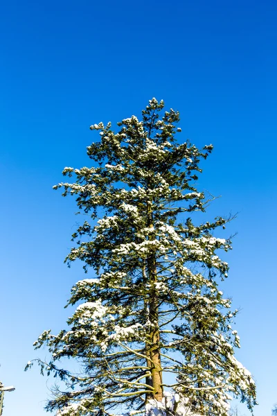 Hó borította fák a természetben — Stock Fotó
