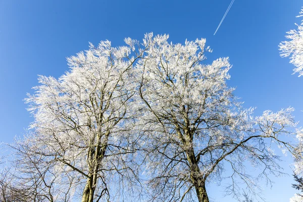 Bir ağacın altında mavi gökyüzü kar kaplı — Stok fotoğraf