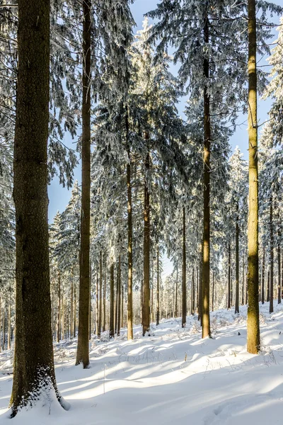 Las ramas cubiertas de nieve de un árbol bajo el cielo azul — Foto de Stock