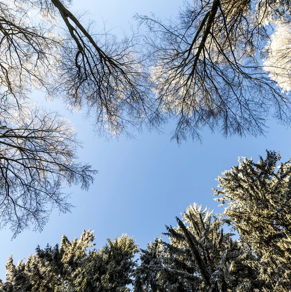 Las ramas cubiertas de nieve de un árbol bajo el cielo azul — Foto de Stock