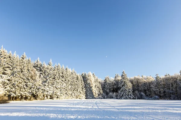 Snön täckte grenarna i ett träd under blå himmel — Stockfoto