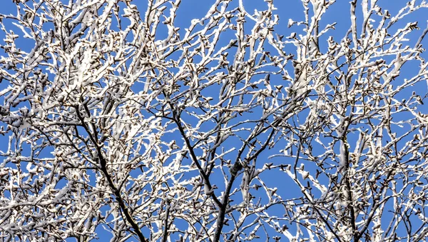 Las ramas cubiertas de nieve de un árbol bajo el cielo azul —  Fotos de Stock