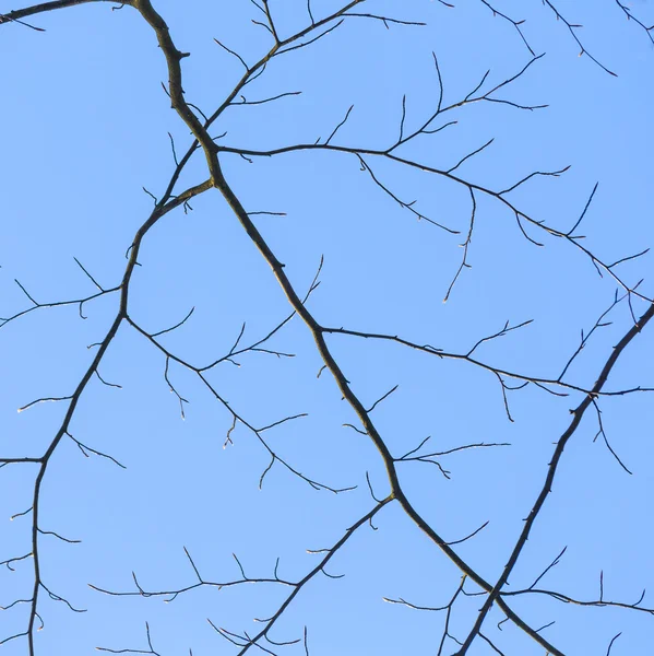 Snow covered branches under blue sky — Stock Photo, Image