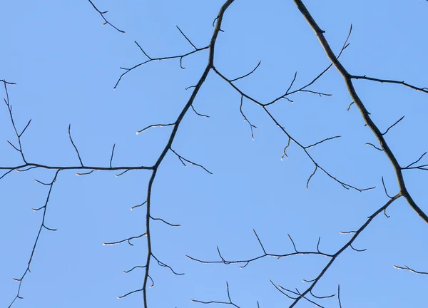 Snön täckte grenar under blå himmel — Stockfoto