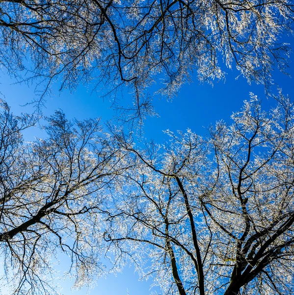 Branches couvertes de neige sous le ciel bleu — Photo