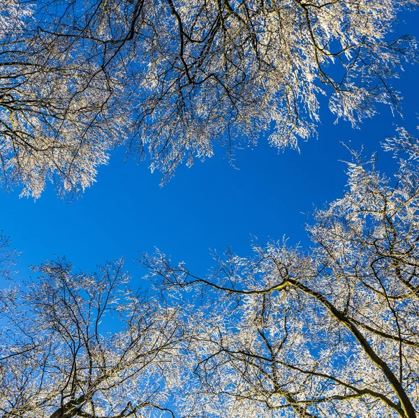 Ramos cobertos de neve sob céu azul — Fotografia de Stock
