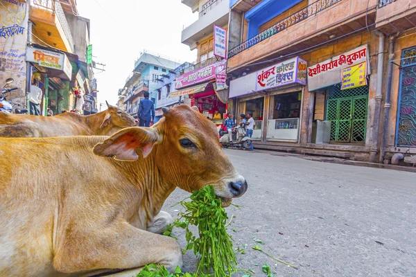 Індійська корова їсть овочі та хліб вранці — стокове фото