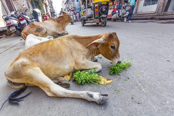 Vaca indiană mănâncă legume și pâine dimineața — Fotografie, imagine de stoc