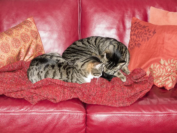 Gatos abrazándose juntos en el sofá — Foto de Stock