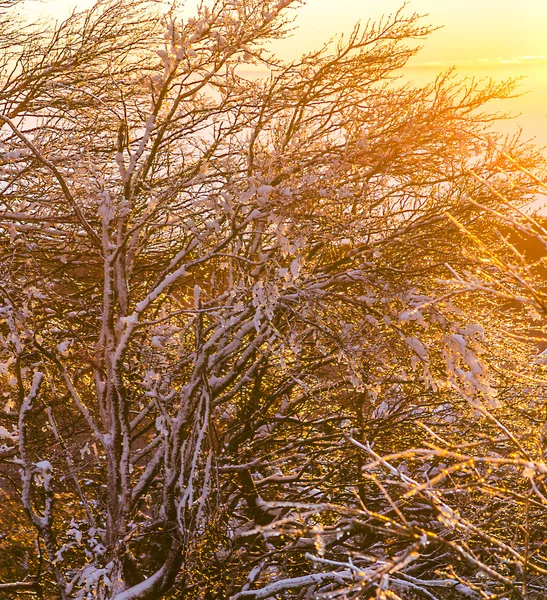 Nascer do sol sob a paisagem serrana inverno calma com bonito — Fotografia de Stock