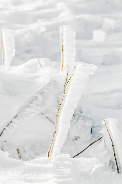 눈과 겨울 산 l 냉동된 공장에서 얼음의 세부 사항 — 스톡 사진