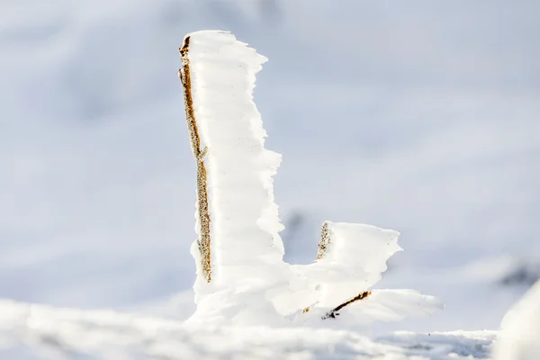 Detal śniegu i lodu w zakładzie zamrożone w zimie góry l — Zdjęcie stockowe