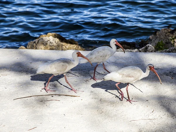 Marabous spacer po centrum plaży w Miami — Zdjęcie stockowe