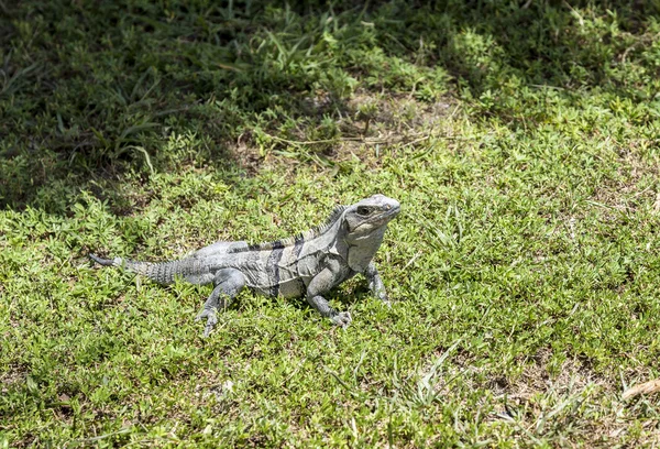 Lagarto grande selvagem — Fotografia de Stock