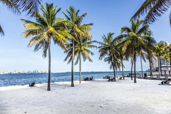 People relax at the downtown beach under palms — Stock Photo, Image