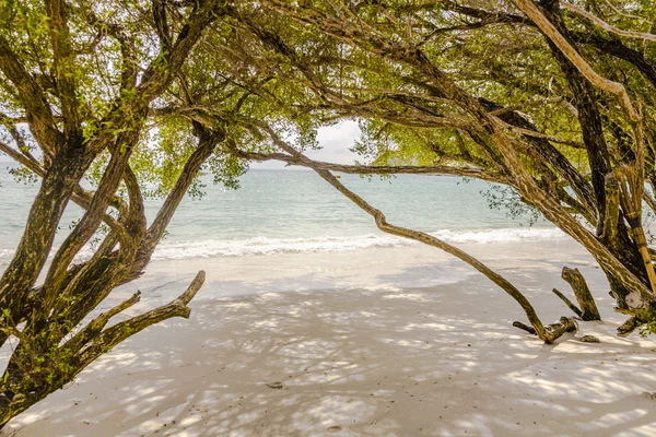 Tropical beach in  Thailand with trees — Stock Photo, Image
