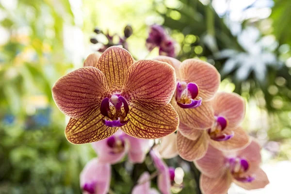 Орхідея (Phalaenopsis) в саду — стокове фото