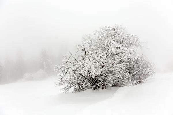 Des pins dans la neige devant un blizzard — Photo