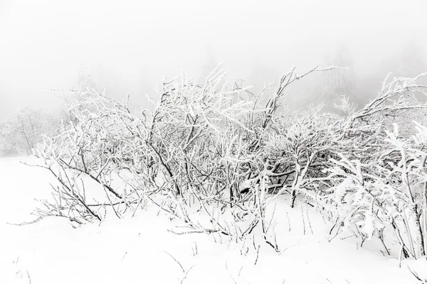 Pinhais na neve em frente a uma nevasca — Fotografia de Stock