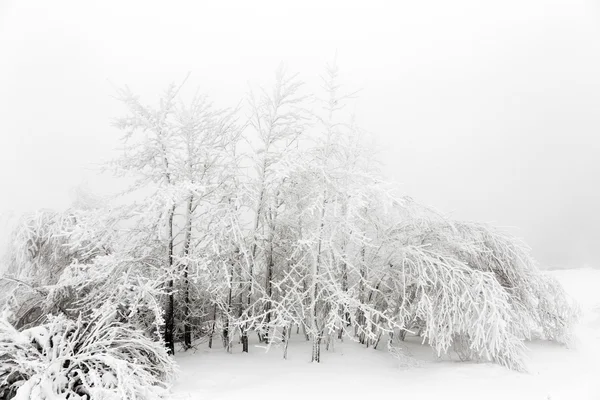 Pinhais na neve em frente a uma nevasca — Fotografia de Stock