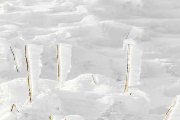 Dettaglio di neve e ghiaccio a impianto congelato alla montagna invernale l — Foto Stock